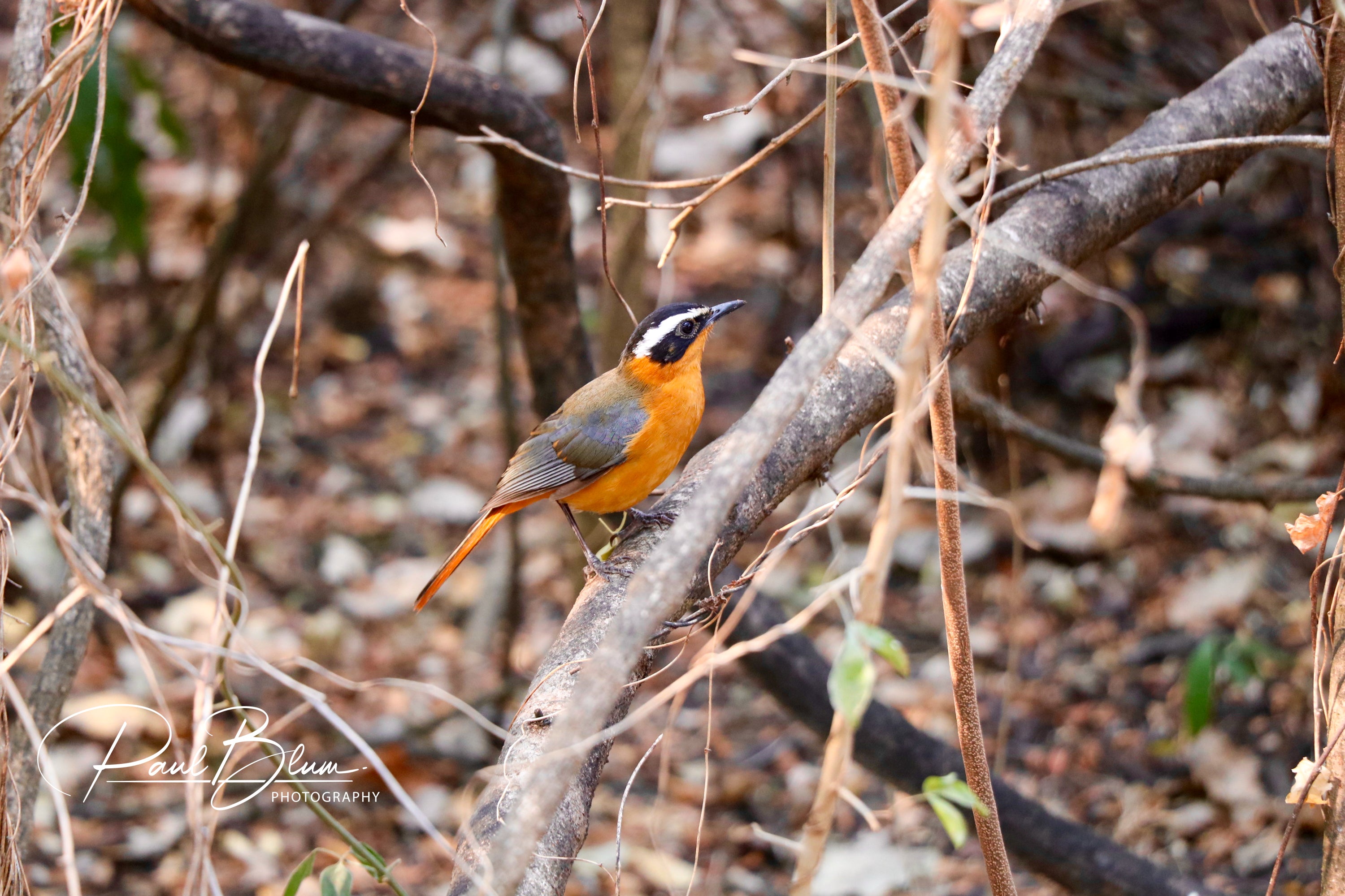 Photograph of a white-browed robin-chat perched on a branch in a forested area. The bird is characterized by its striking orange underparts, grey upperparts, and distinctive white brow above its eye. The background is a mix of dry leaves and branches, creating a natural and textured backdrop. The image also features the watermark 'Paul Blum Photography' in the lower right corner.