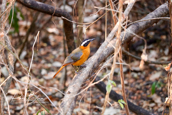 Photograph of a white-browed robin-chat perched on a branch in a forested area. The bird is characterized by its striking orange underparts, grey upperparts, and distinctive white brow above its eye. The background is a mix of dry leaves and branches, creating a natural and textured backdrop. The image also features the watermark 'Paul Blum Photography' in the lower right corner.