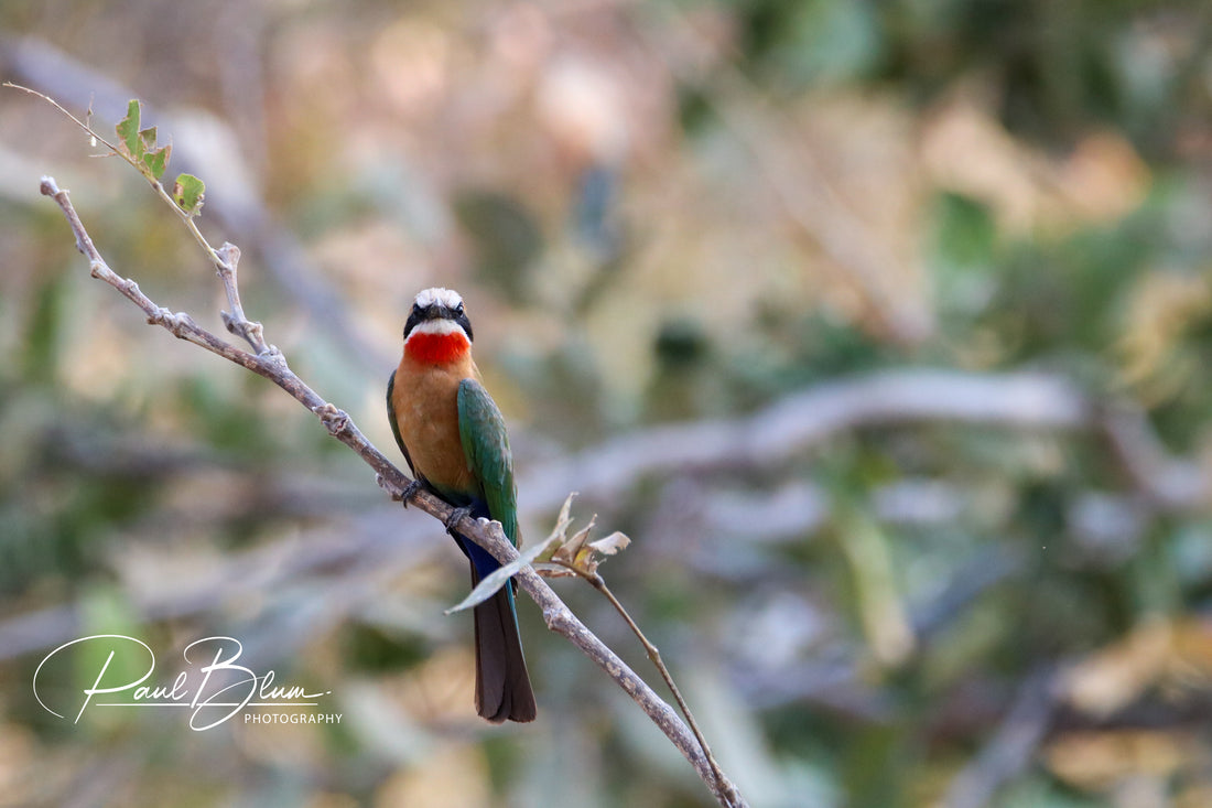 Photograph of a white-fronted bee-eater perched on a slender branch, set against a blurred natural background. The bird has a vibrant red throat, a sharp black mask across its eyes, greenish upperparts, and a rust-colored lower belly. Its tail feathers are long and dark. The image also features the watermark 'Paul Blum Photography' on the lower right corner.