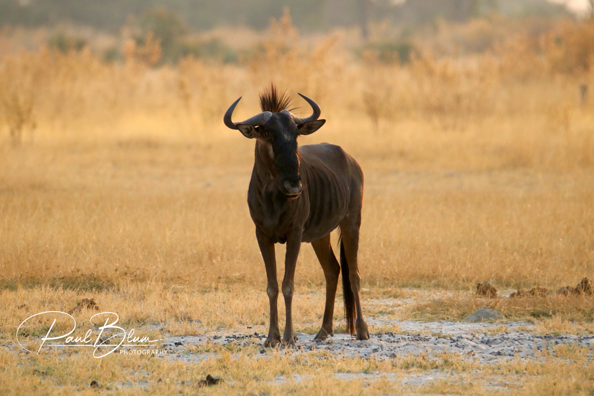 A solitary wildebeest standing in the golden plains of the Serengeti, with dry grass and a soft background of blurred trees.