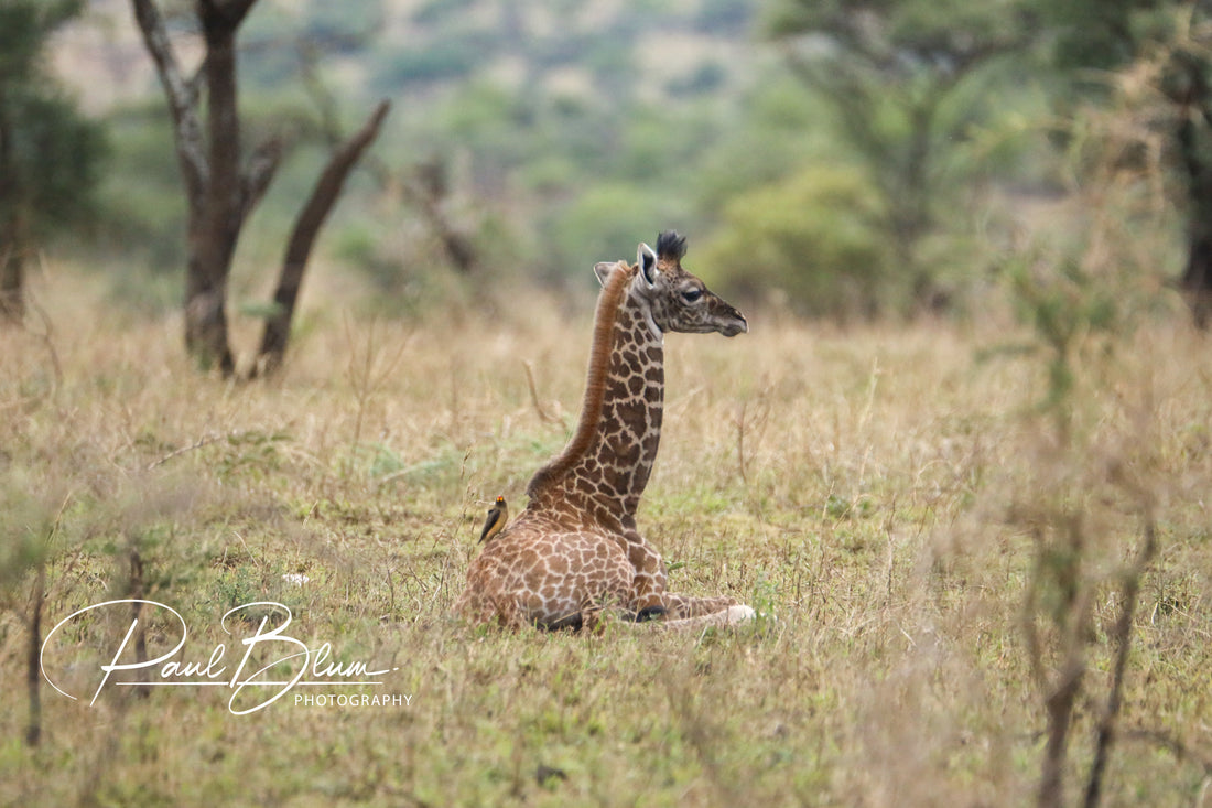 Young Giraffe and Oxpecker: Nature's Symbiosis