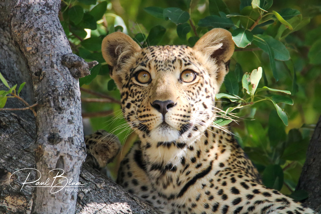 Eyes of the Wild - A young leopard surveys its kingdom.