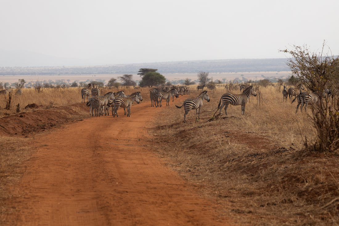 Zebra Migration