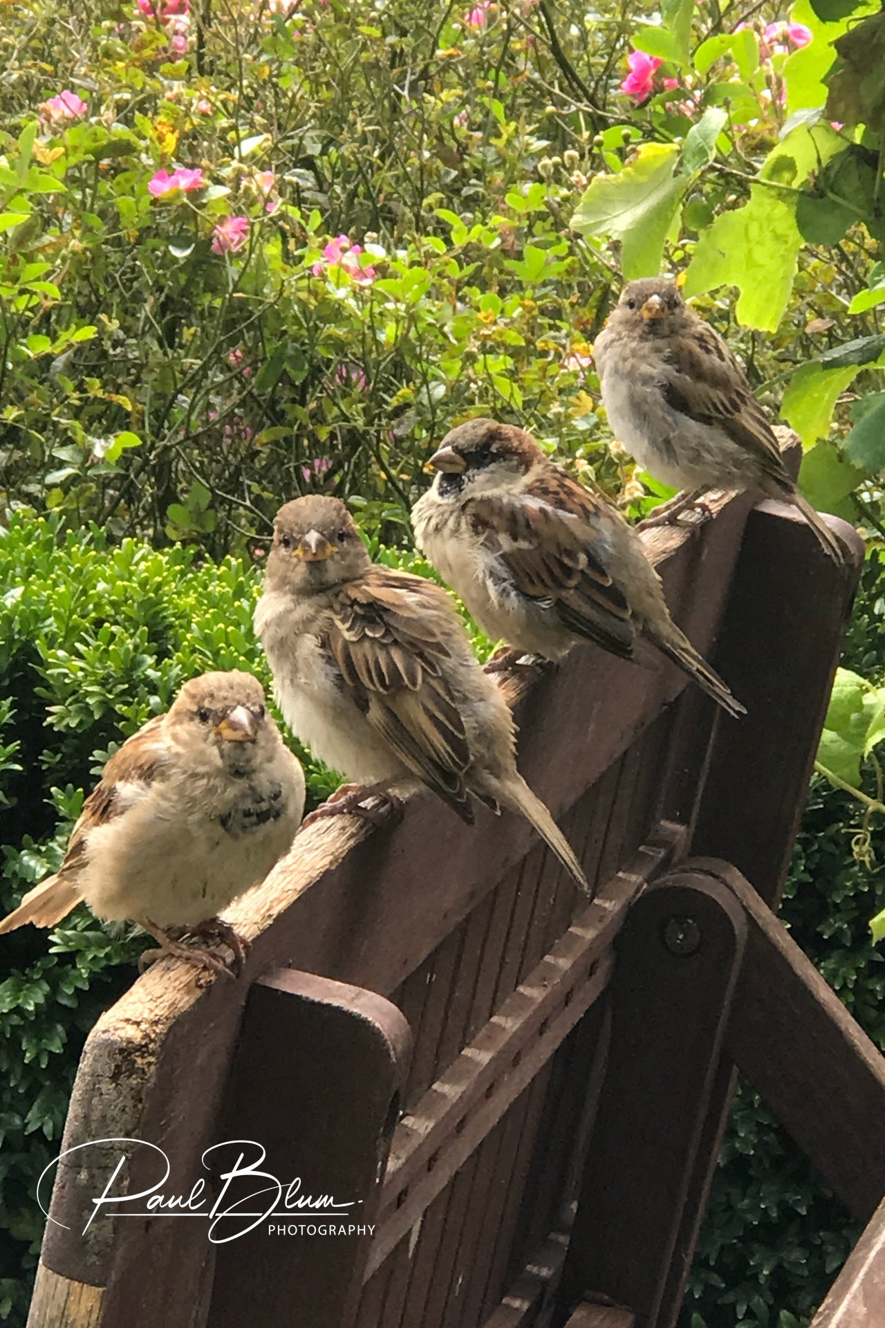 Four small birds perched on the back of a garden bench, surrounded by lush greenery and blooming flowers, captured by Paul Blum Photography.